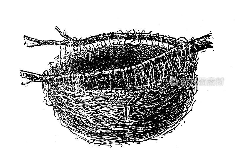 仿古插图:鸟巢，欧亚金莺(Oriolus Oriolus)